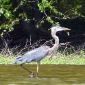 Blue Heron